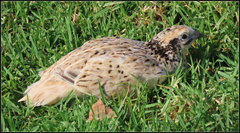 Coturnix japonica
