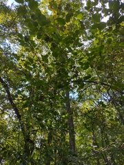 Viburnum prunifolium