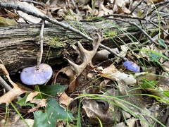 Cortinarius iodes