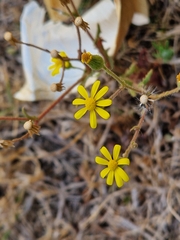 Senecio consanguineus