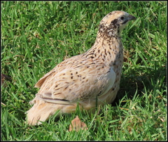 Coturnix japonica