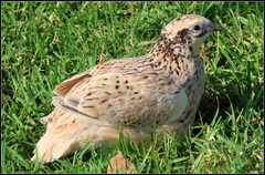 Coturnix japonica
