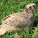 Domestic Quail - Photo (c) petegordon, some rights reserved (CC BY-NC)