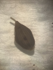 Glossiphoniidae