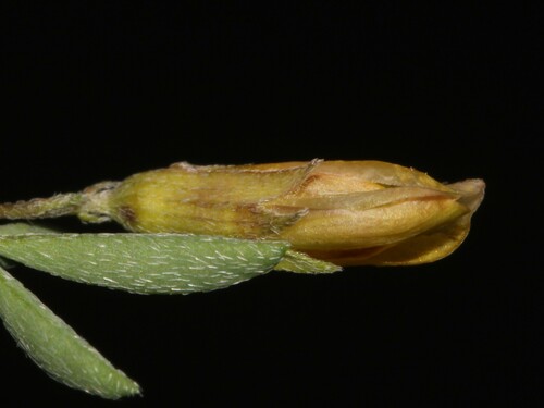 Image of Dichilus gracilis by (c) Brian du Preez, some rights reserved (CC BY-SA)
