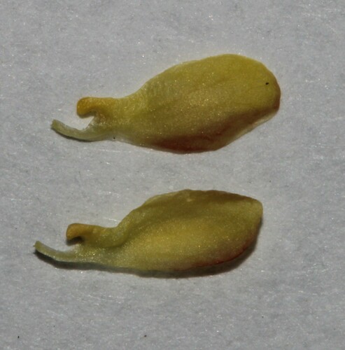 Image of Dichilus gracilis by (c) Brian du Preez, some rights reserved (CC BY-SA)