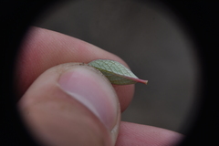 Salix nivalis