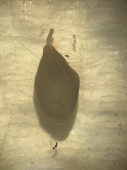 Glossiphoniidae
