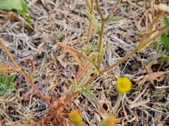 Senecio consanguineus