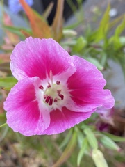 Clarkia