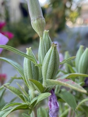 Clarkia