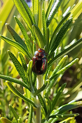 Chrysolina americana