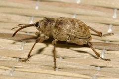 Curculio elephas