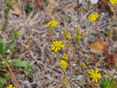 Senecio consanguineus