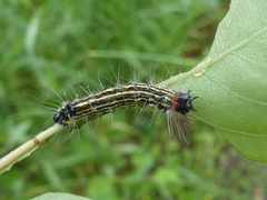 Acronicta radcliffei