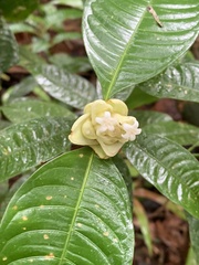 Palicourea glomerulata