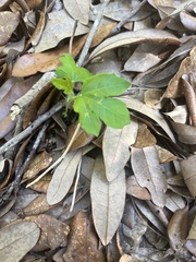 Cnidoscolus stimulosus