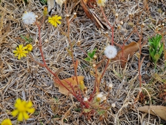 Senecio consanguineus