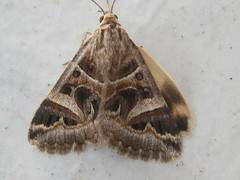 Cerocala vermiculosa