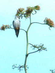 Elanus caeruleus caeruleus