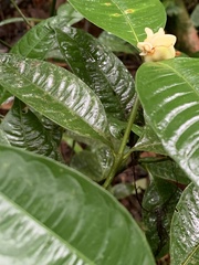 Palicourea glomerulata