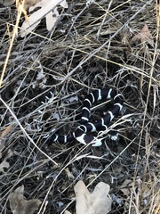 Lampropeltis californiae