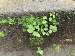 Adiantum
