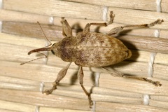 Curculio elephas