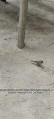 Junco phaeonotus