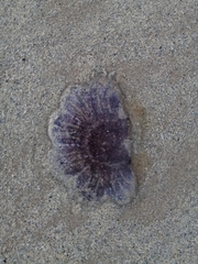 Cyanea lamarckii