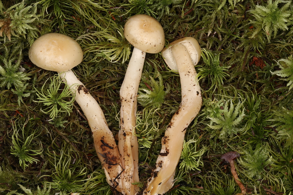 beech leech from Leeper, PA 16233, USA on September 23, 2022 at 0117