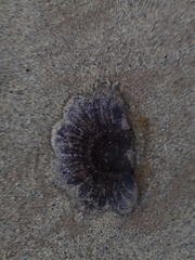 Cyanea lamarckii