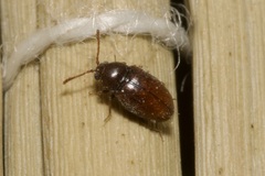 Cryptophagidae