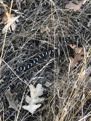 Lampropeltis californiae