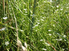 Stellaria graminea