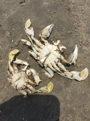 Matuta
