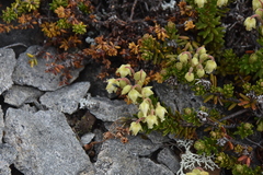 Phyllodoce glanduliflora