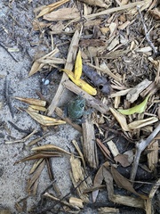 Hyla gratiosa