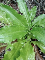 Veltheimia bracteata