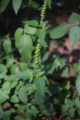 Acalypha ostryifolia