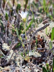 Cherleria arctica