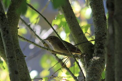 Luscinia megarhynchos