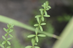 Galium
