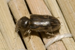 Heterocerus fenestratus