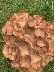 Physalacriaceae