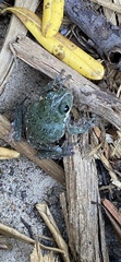 Hyla gratiosa