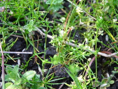 Sagina procumbens