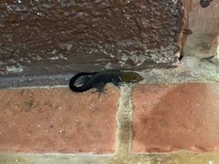 Gonatodes albogularis