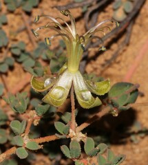 Seetzenia lanata