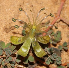 Seetzenia lanata
